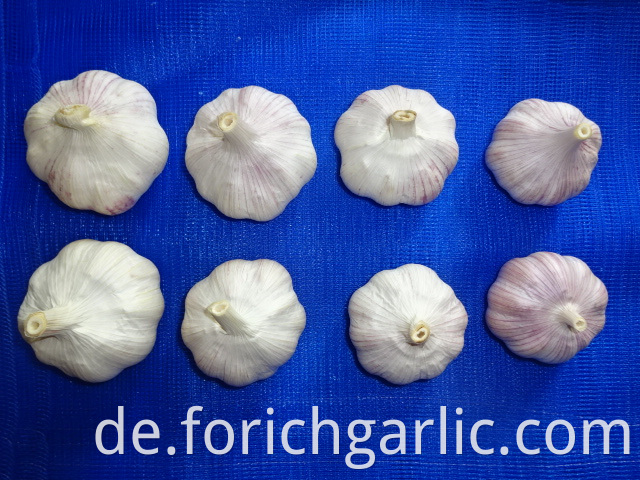 Normal White Garlic